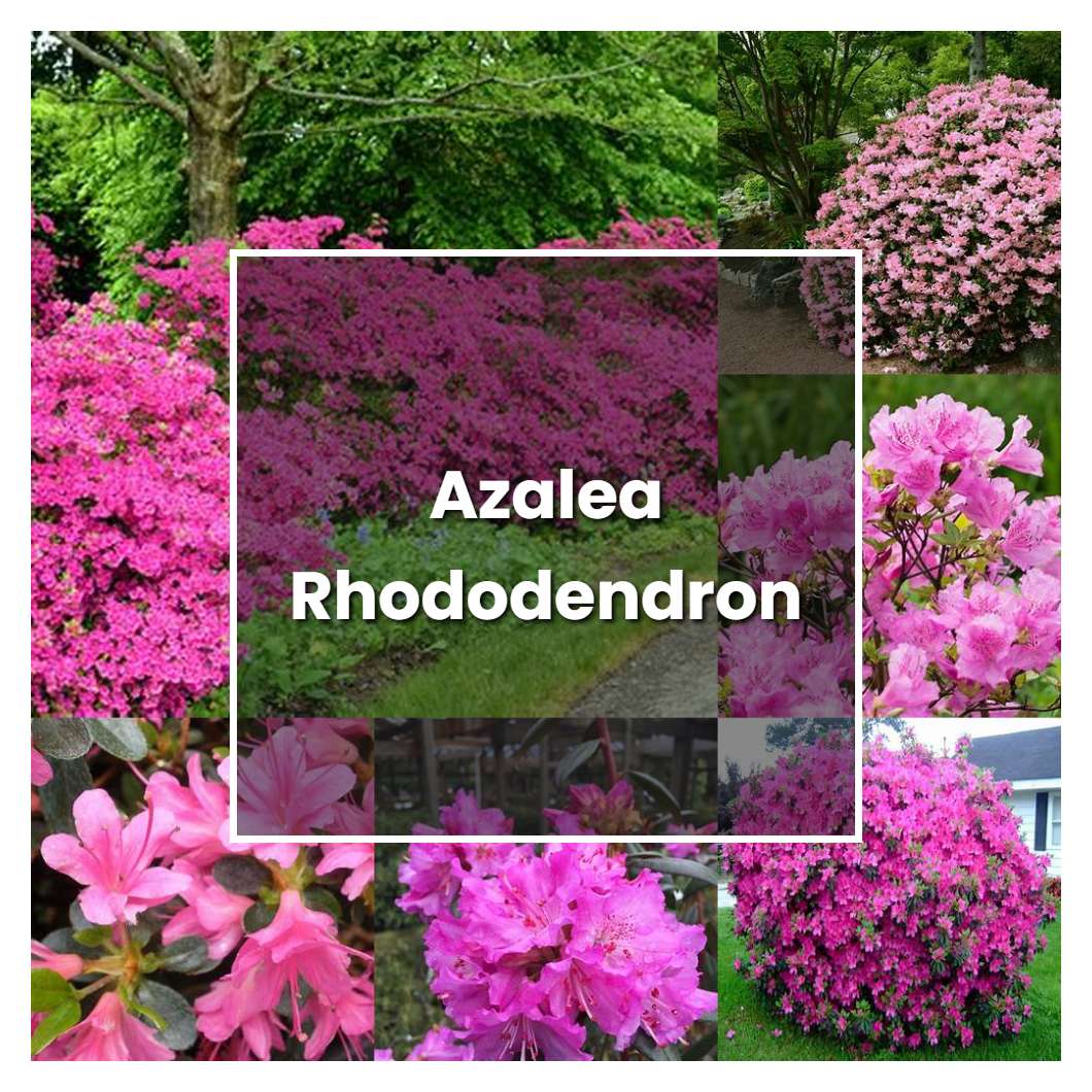 How To Grow Azalea Rhododendron Plant Care And Tips Norwichgardener 