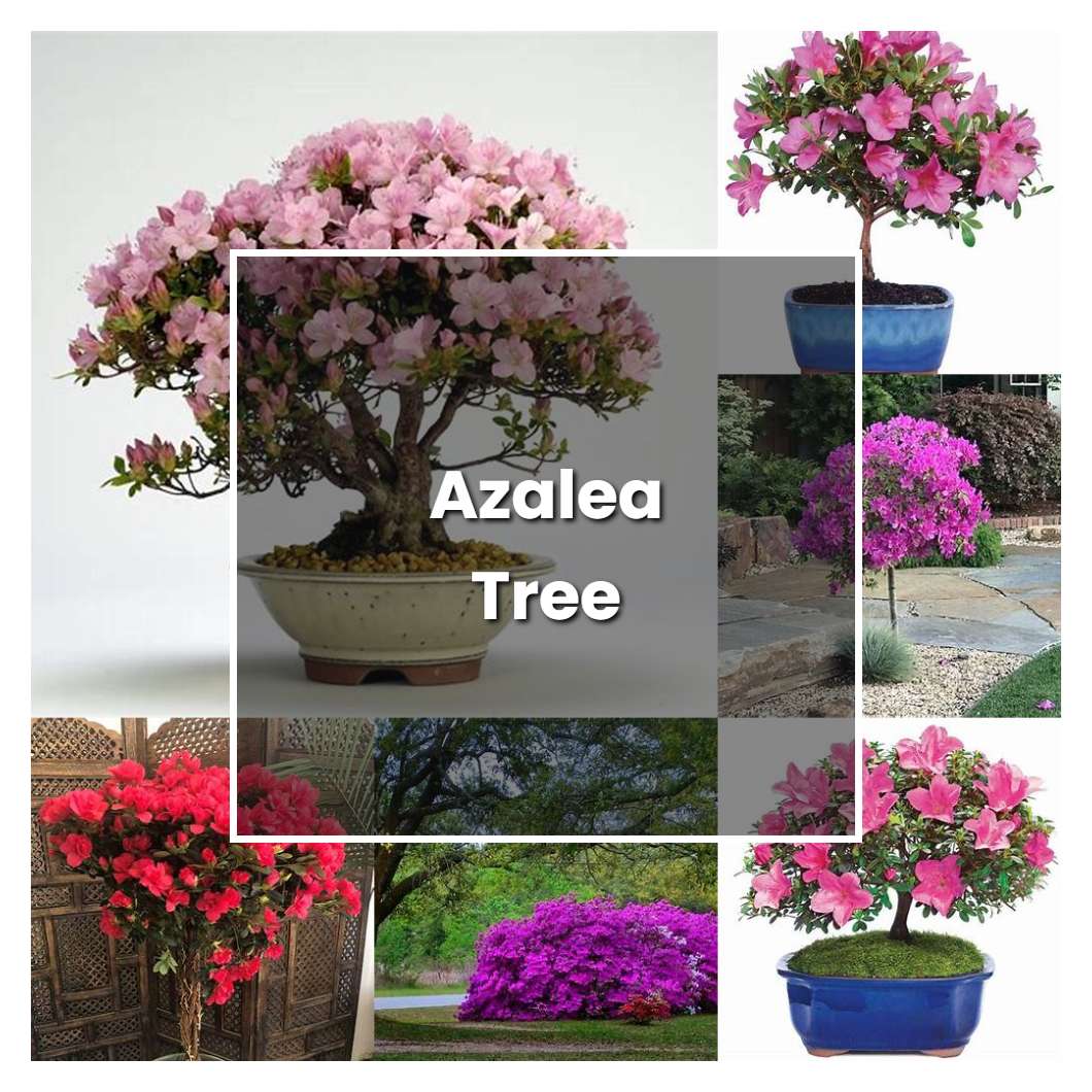 How To Grow Azalea Tree Plant Care And Tips Norwichgardener