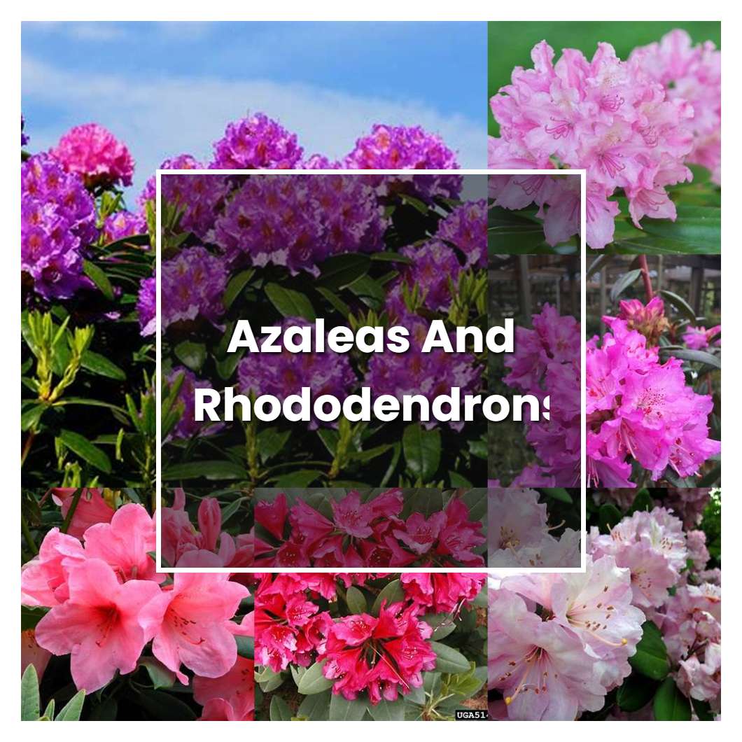 How To Grow Azaleas And Rhododendrons - Plant Care & Tips | NorwichGardener