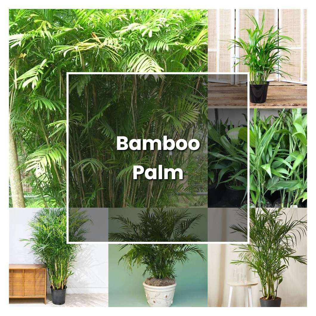 How to Grow Bamboo Palm - Plant Care & Tips | NorwichGardener