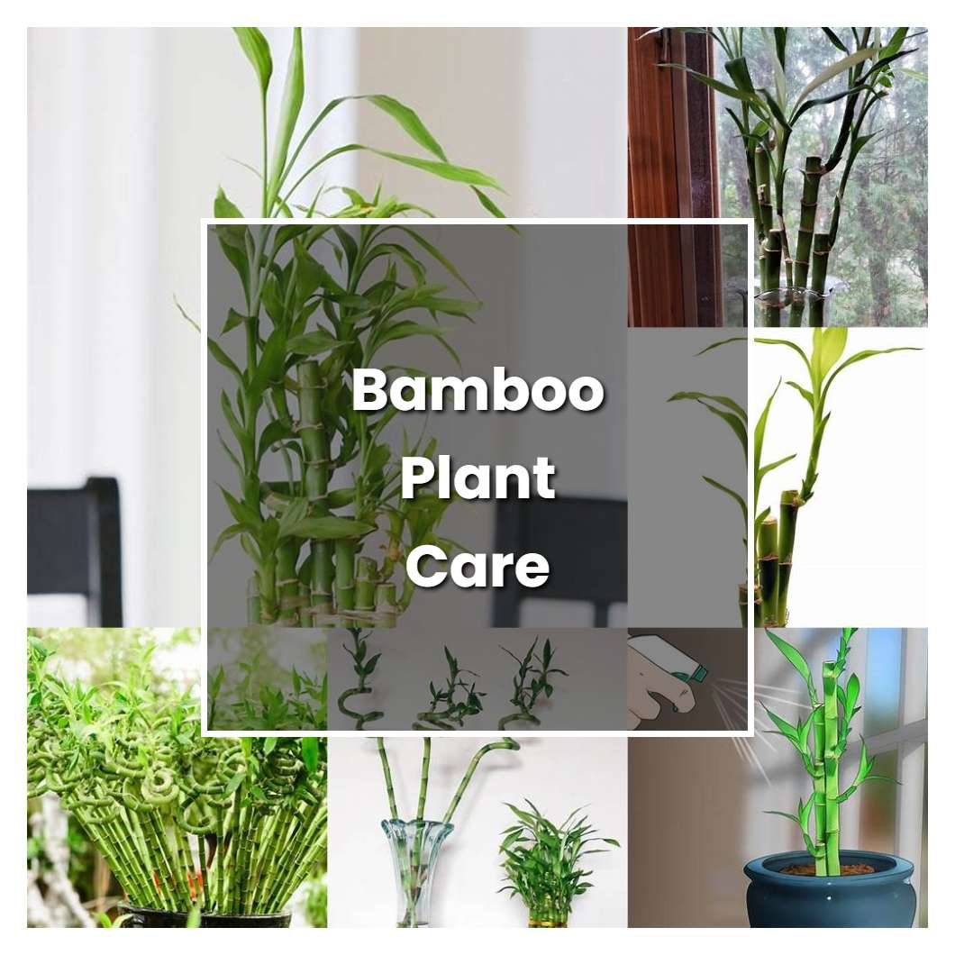 How To Grow Bamboo Plant Care Plant Care And Tips Norwichgardener 0319