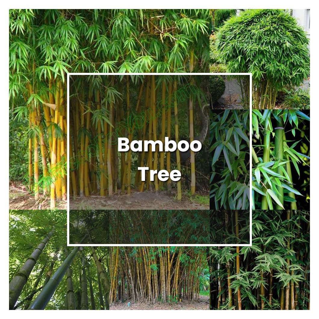 How to Grow Bamboo Tree - Plant Care & Tips | NorwichGardener