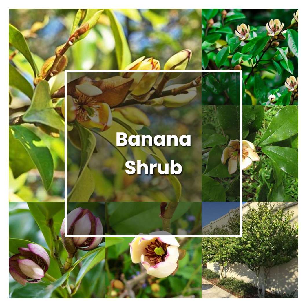 How to Grow Banana Shrub - Plant Care & Tips | NorwichGardener