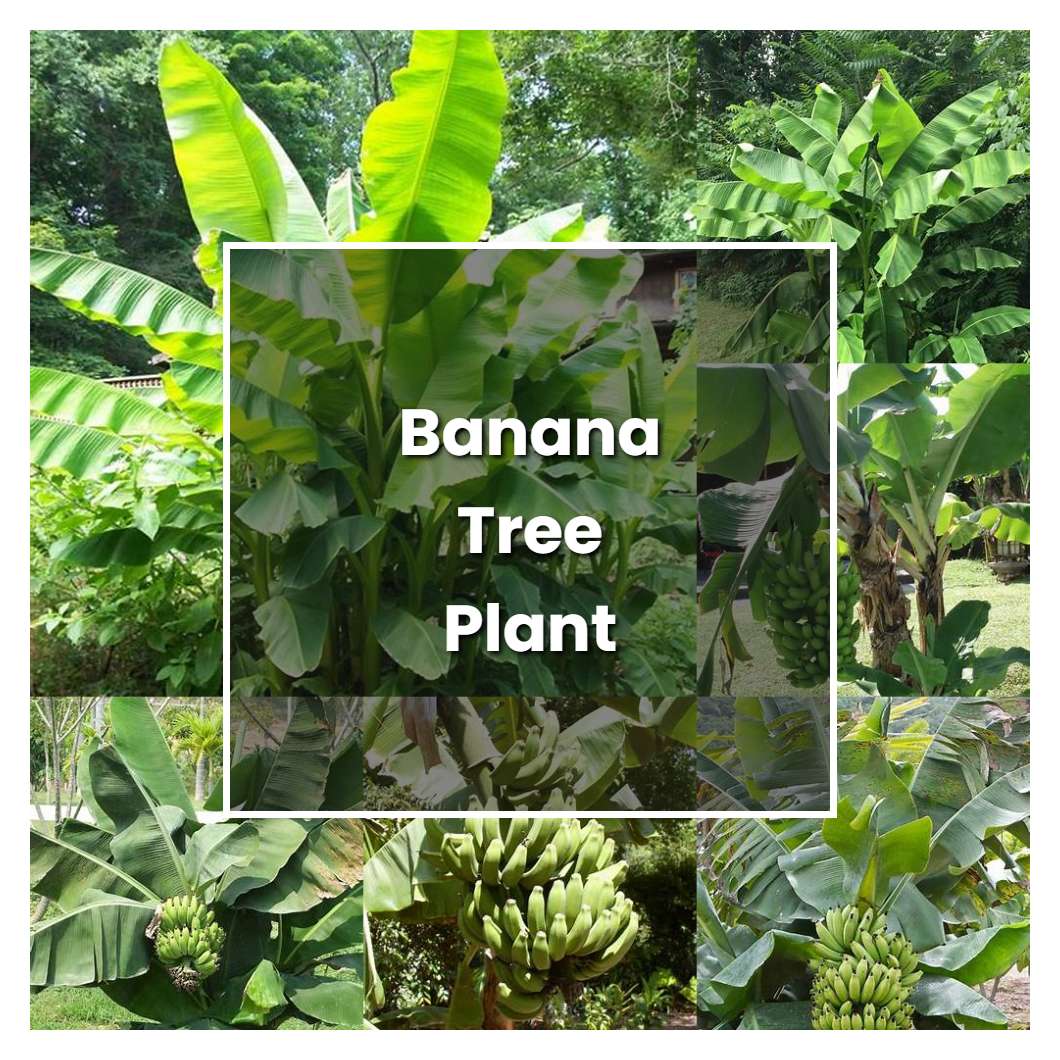 How To Grow Banana Tree Plant Plant Care Tips Norwichgardener