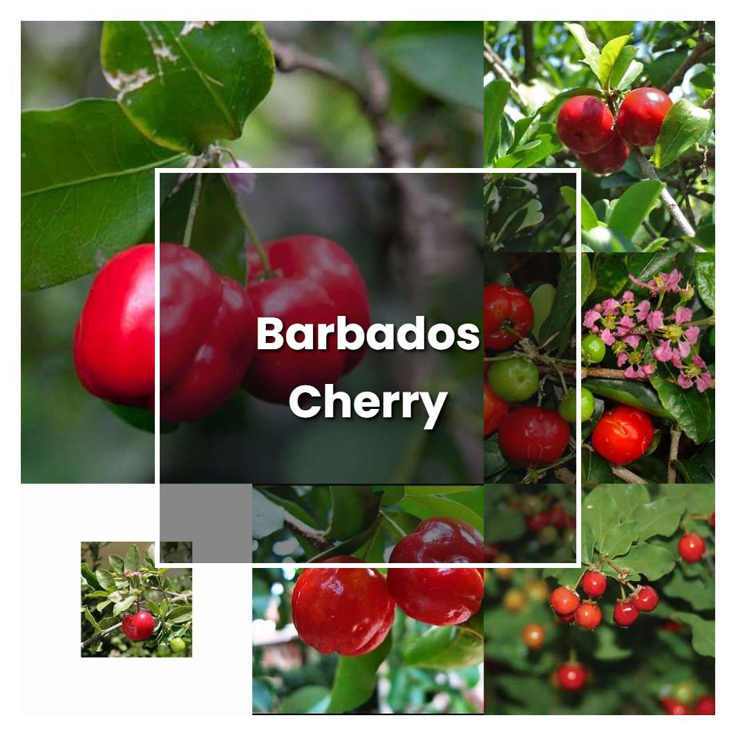 How to Grow Barbados Cherry Plant Care & Tips NorwichGardener