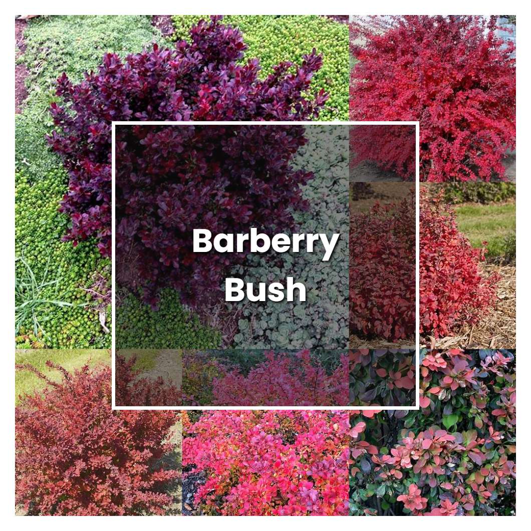 How To Grow Barberry Bush Plant Care And Tips Norwichgardener