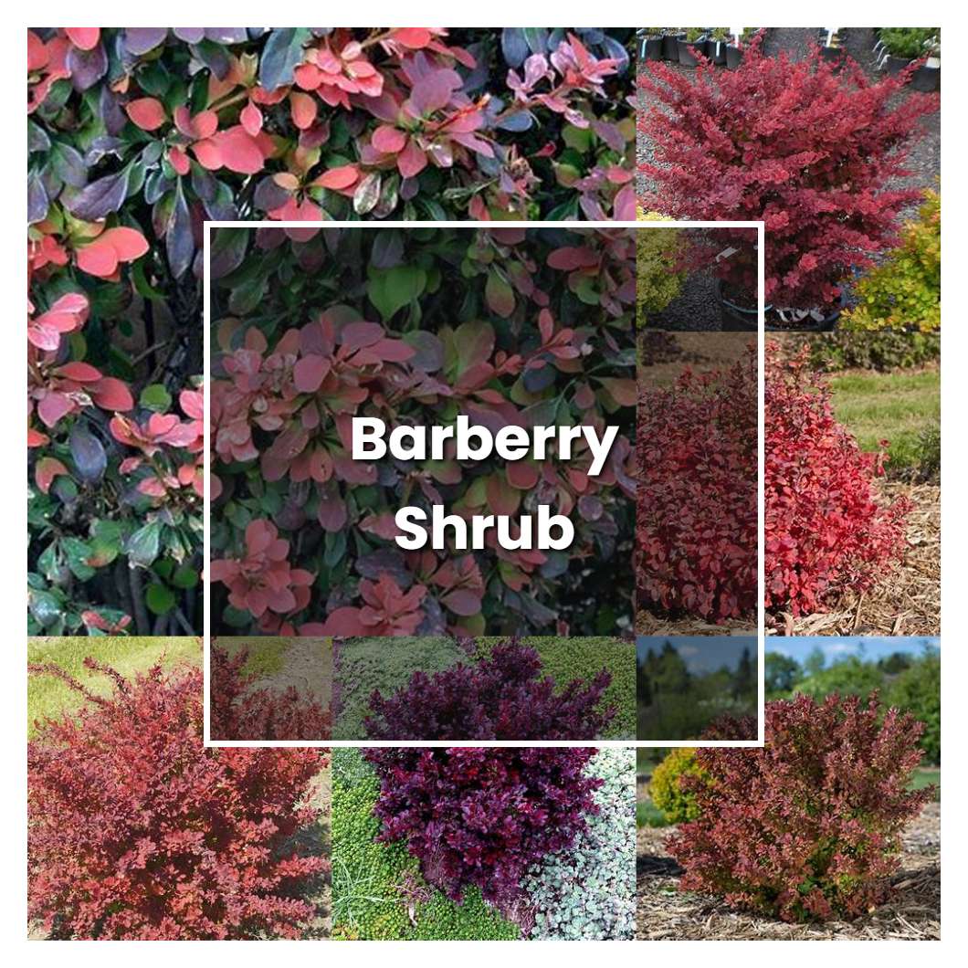 How To Grow Barberry Shrub Plant Care And Tips Norwichgardener