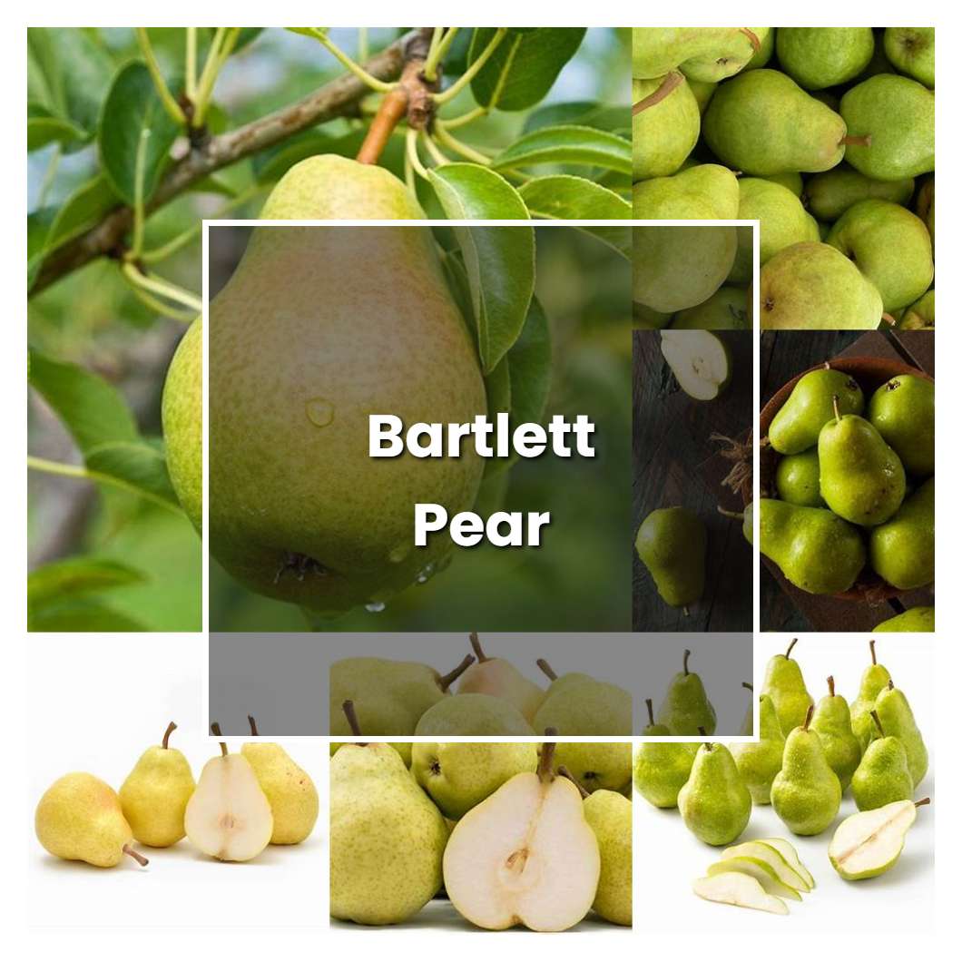 How to Grow Bartlett Pear - Plant Care & Tips