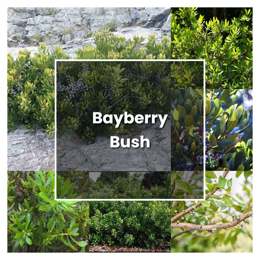 How to Grow Bayberry Bush - Plant Care & Tips