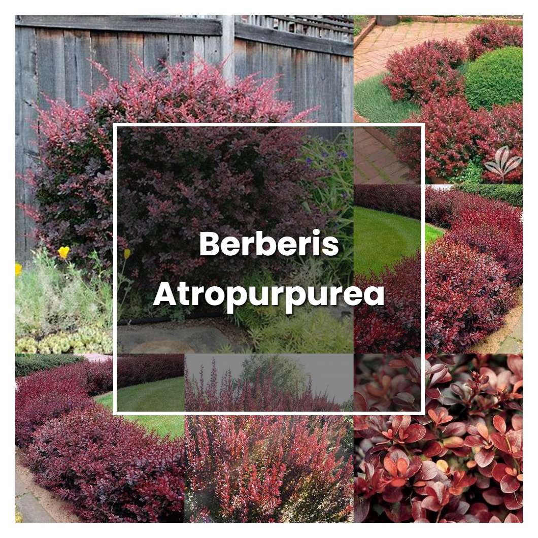 How To Grow Berberis Atropurpurea Plant Care And Tips Norwichgardener