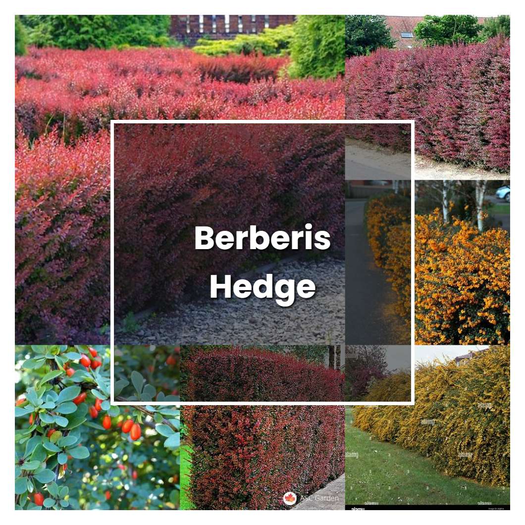 How To Grow Berberis Hedge Plant Care And Tips Norwichgardener