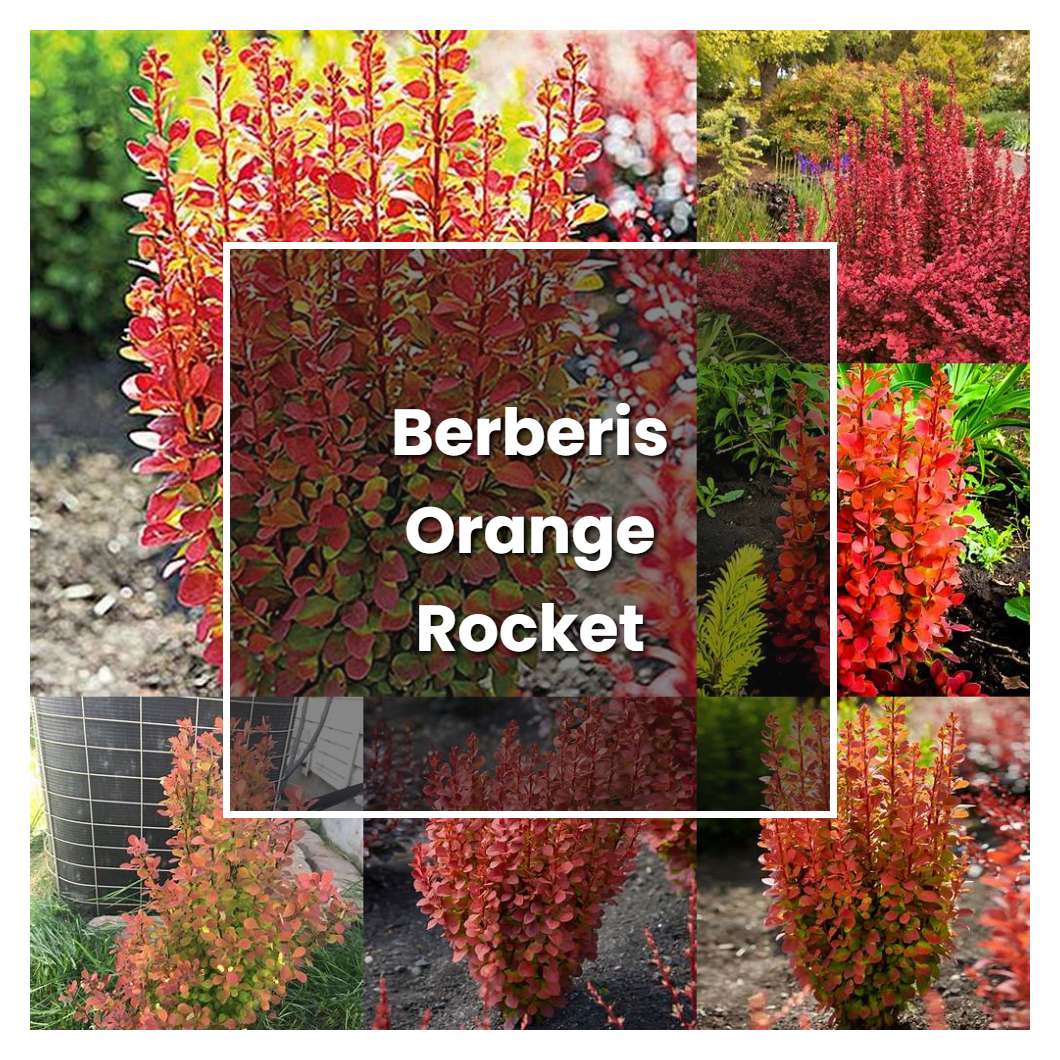 How to Grow Berberis Orange Rocket - Plant Care & Tips