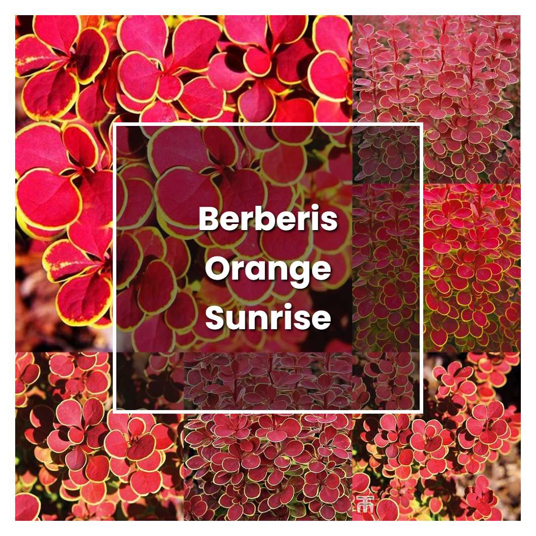 How To Grow Berberis Orange Sunrise Plant Care And Tips Norwichgardener