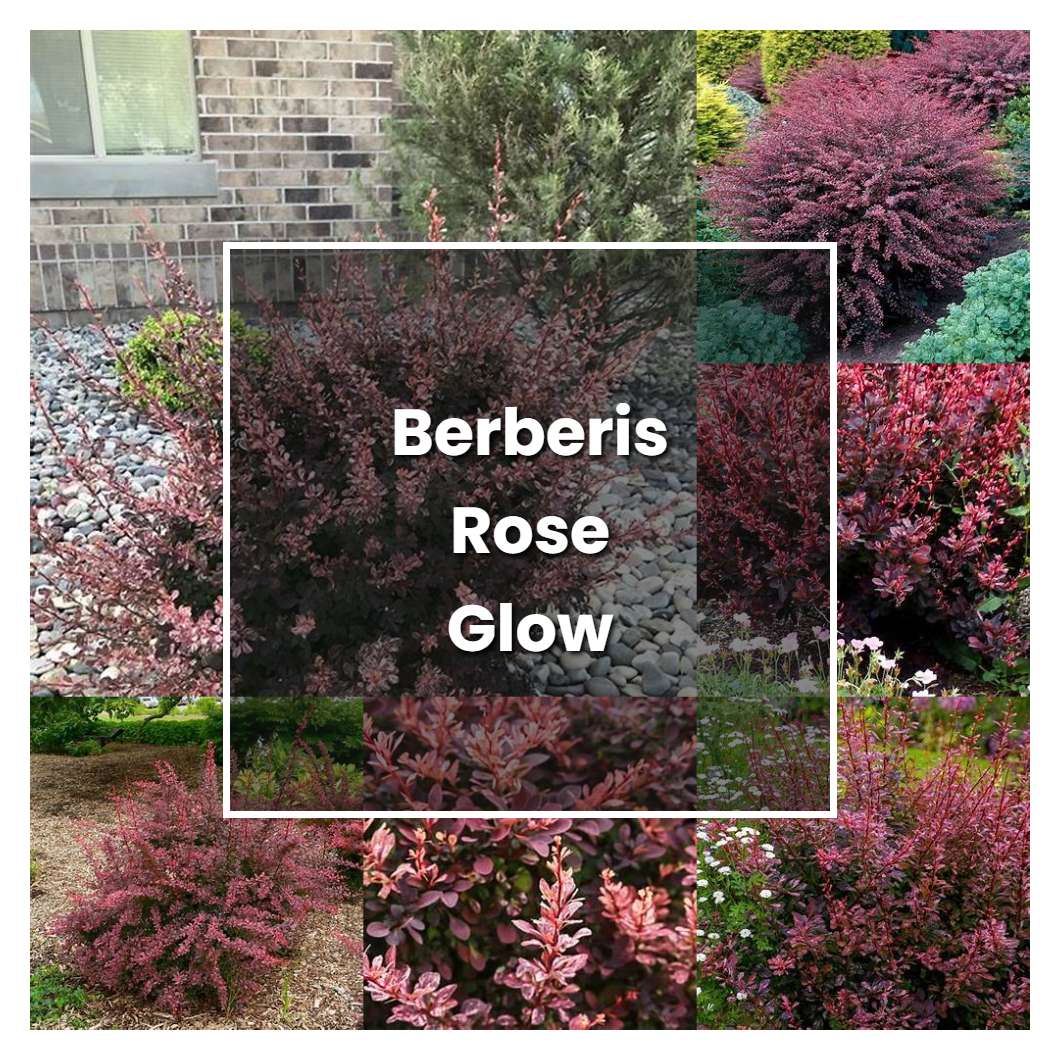 How To Grow Berberis Rose Glow Plant Care And Tips Norwichgardener