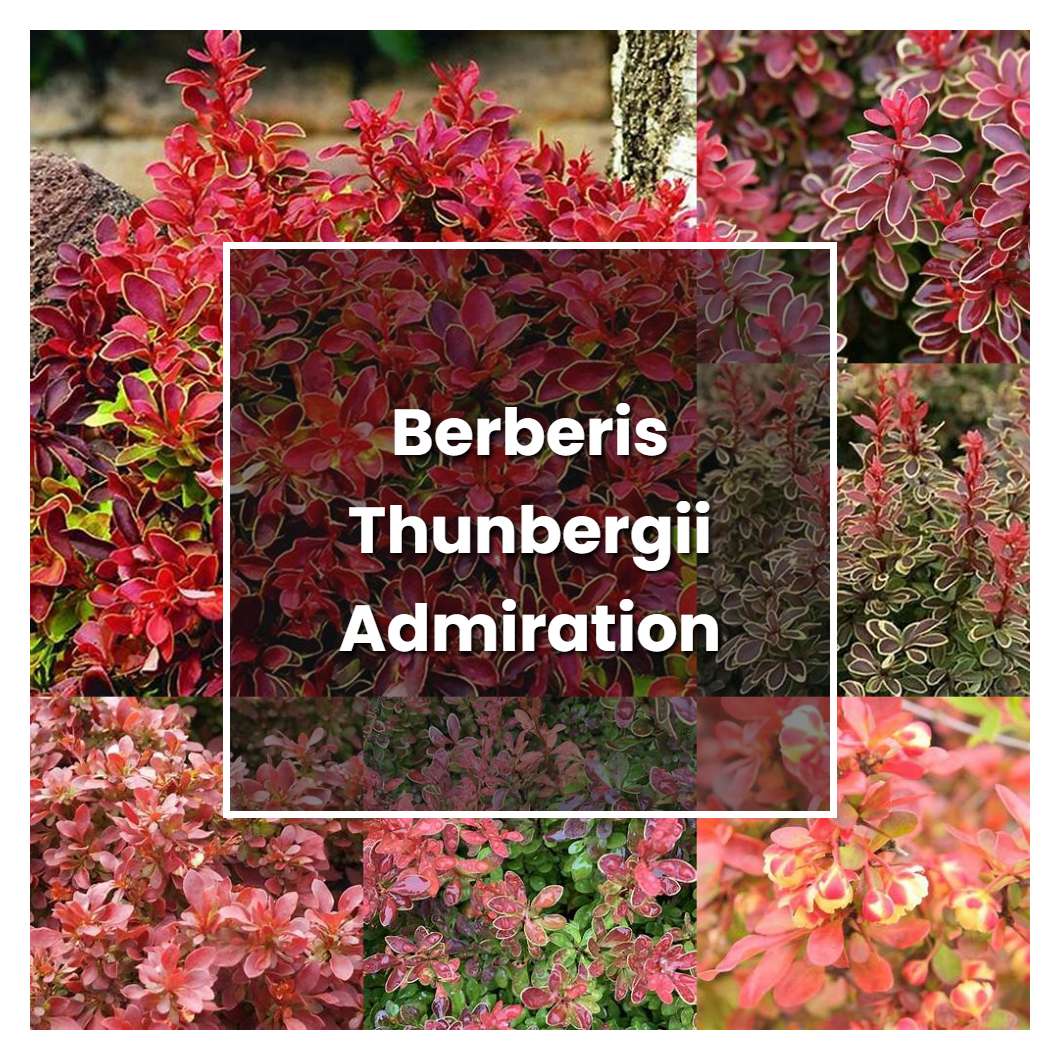 How To Grow Berberis Thunbergii Admiration Plant Care And Tips Norwichgardener