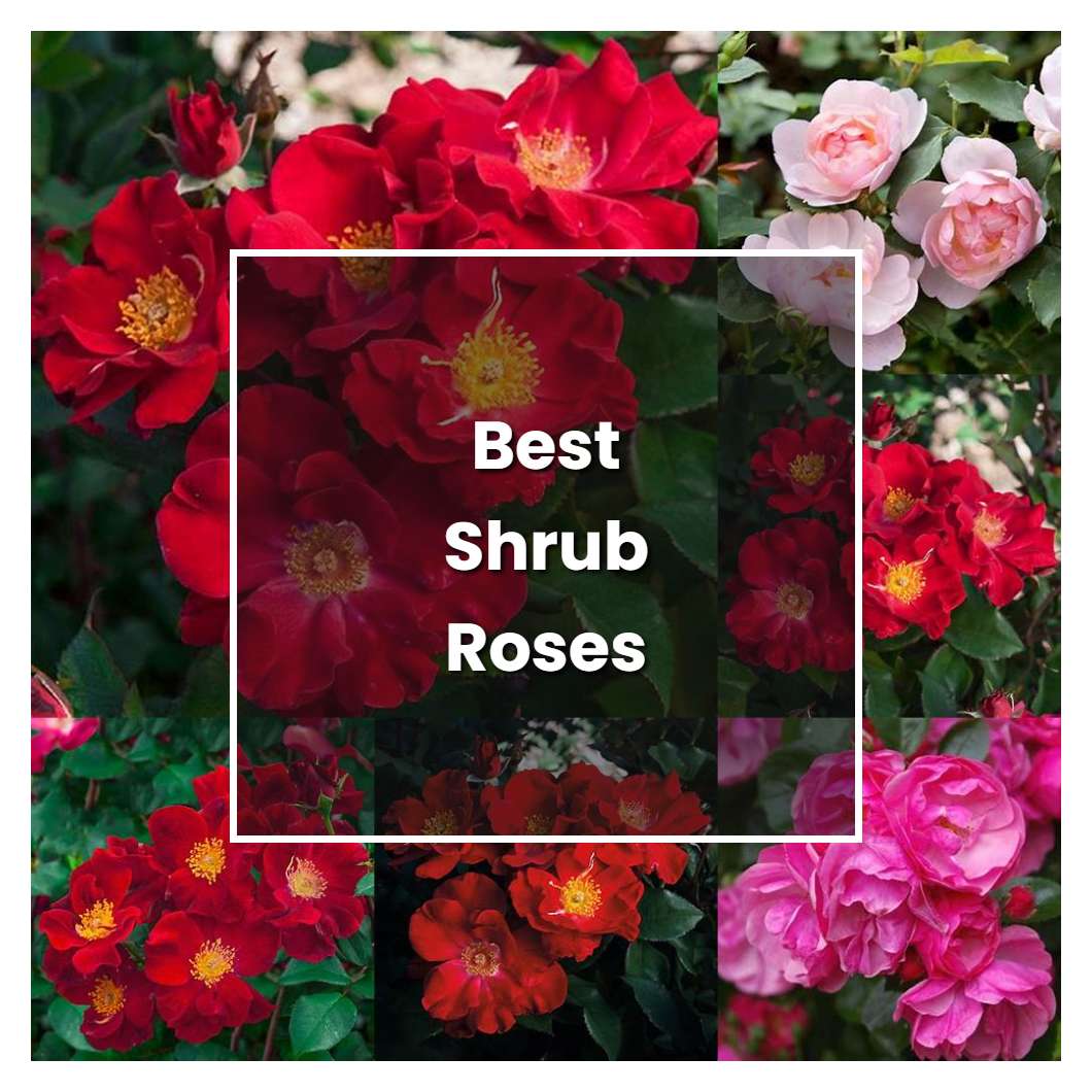 How to Grow Best Shrub Roses Plant Care & Tips NorwichGardener