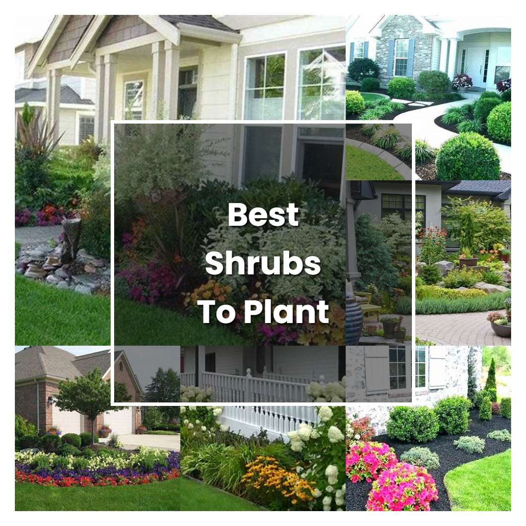 How To Grow Best Shrubs To Plant In Front Of House Plant Care Tips 