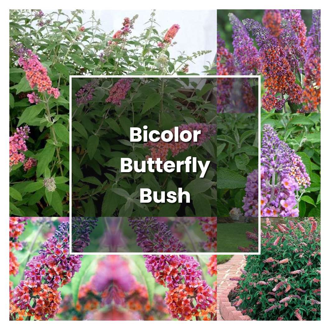 How to Grow Bicolor Butterfly Bush - Plant Care & Tips | NorwichGardener