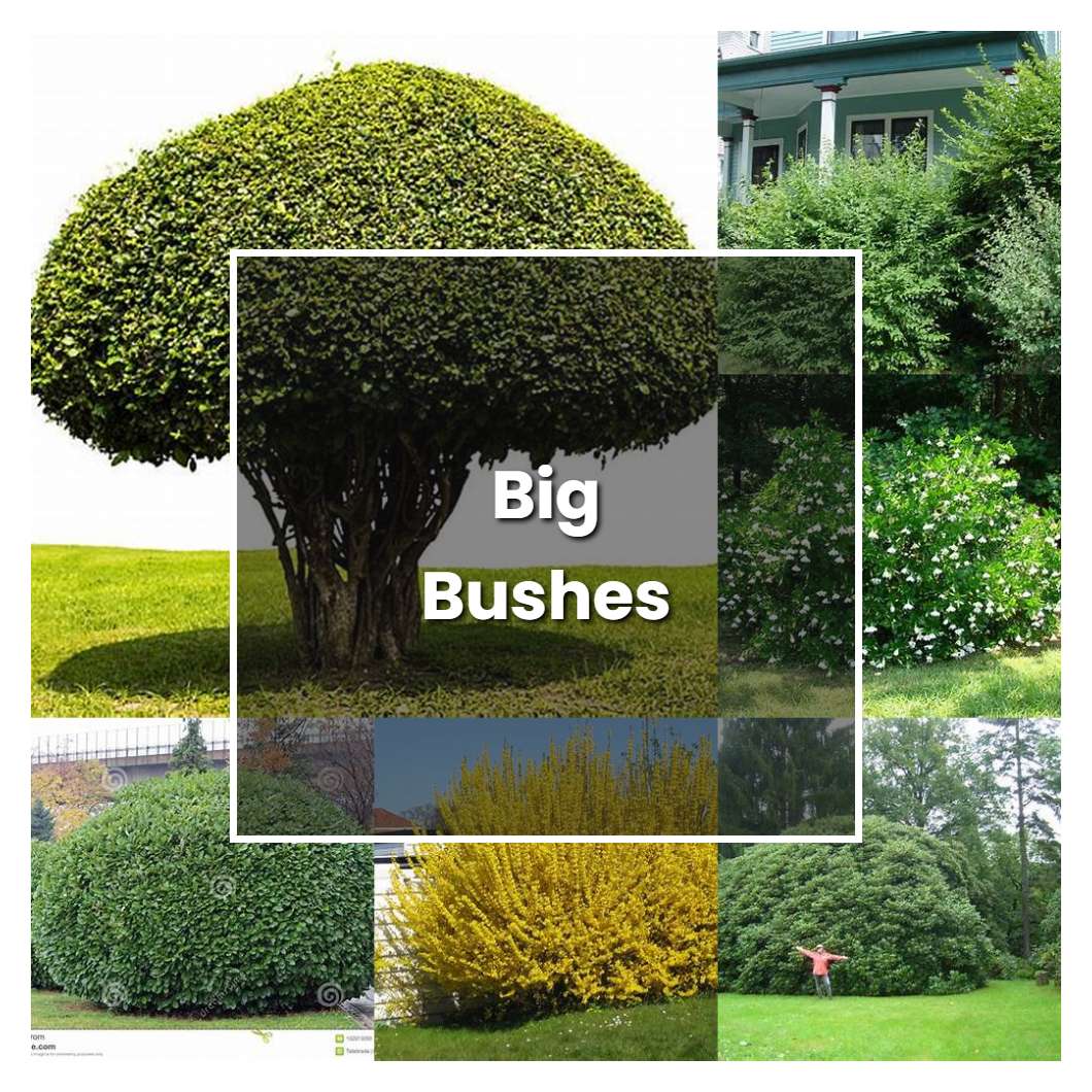 How To Grow Big Bushes Plant Care And Tips Norwichgardener 6605