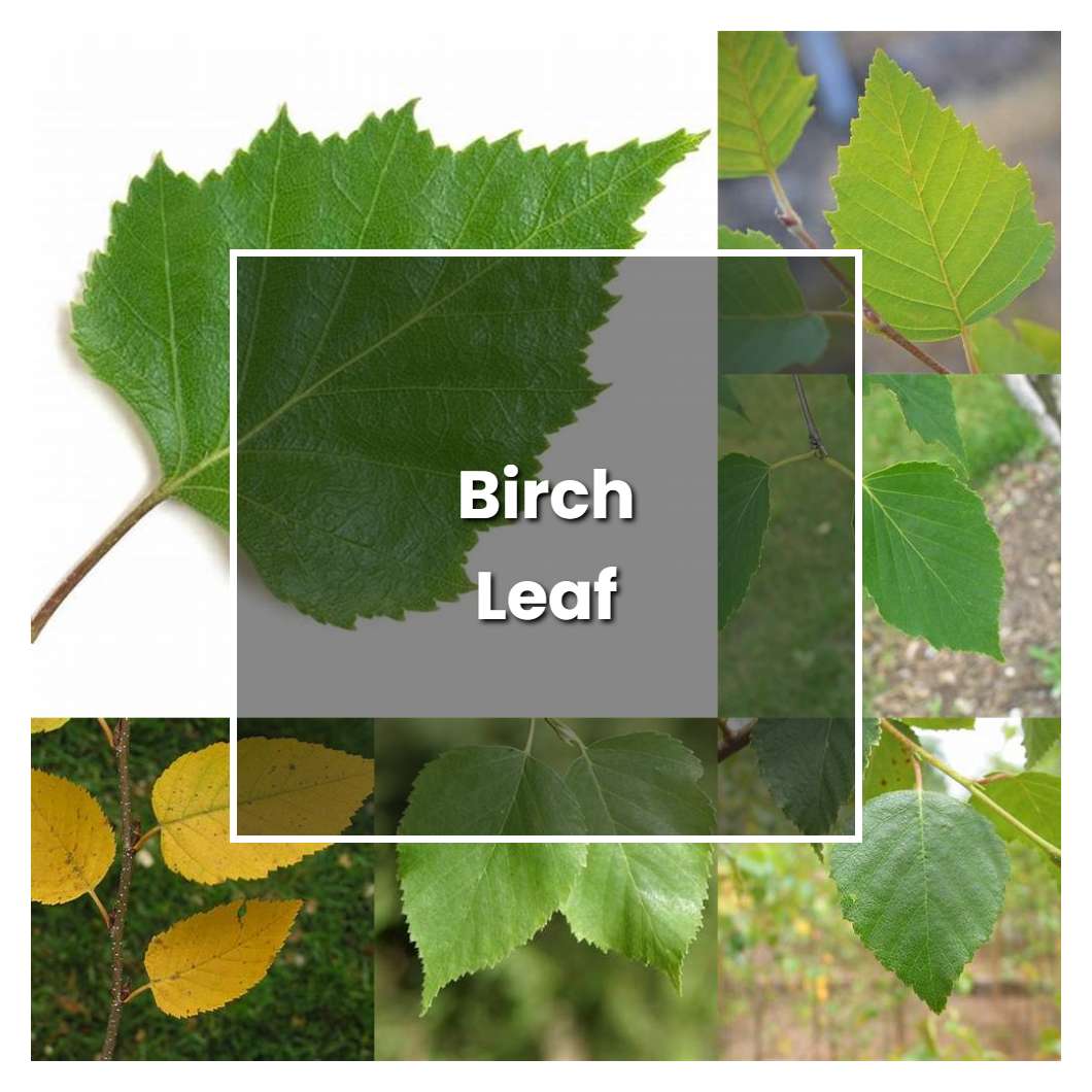 how-to-grow-birch-leaf-plant-care-tips-norwichgardener