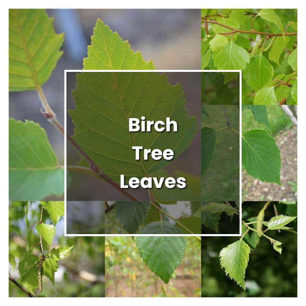 how-to-grow-birch-tree-leaves-plant-care-tips-norwichgardener