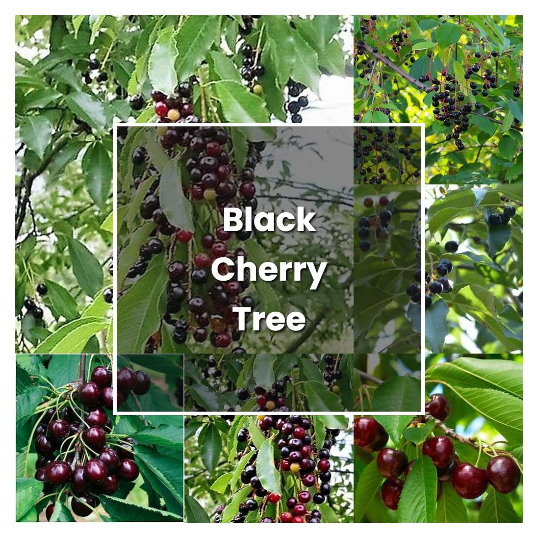 How To Grow Black Cherry Tree Plant Care Tips Norwichgardener