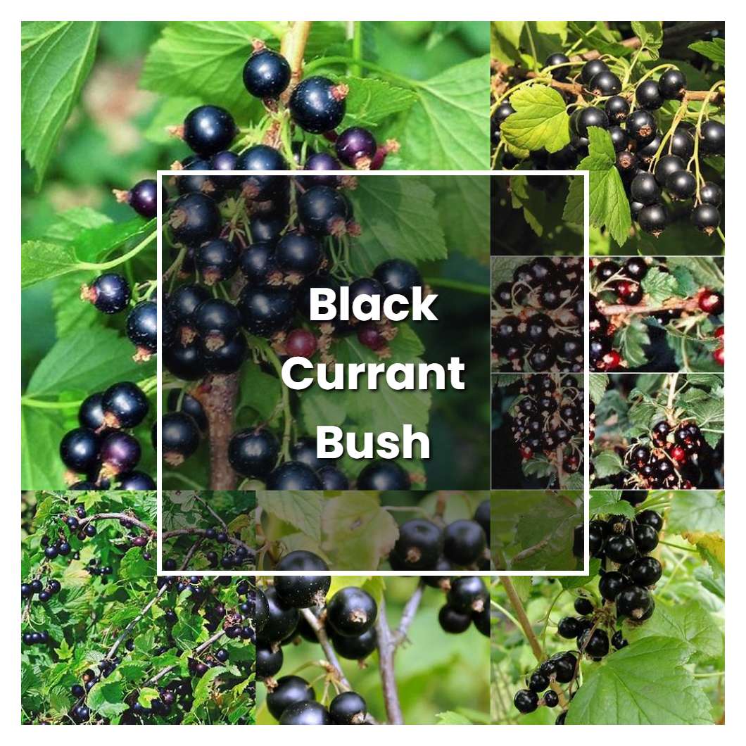 How to Grow Black Currant Bush - Plant Care & Tips | NorwichGardener