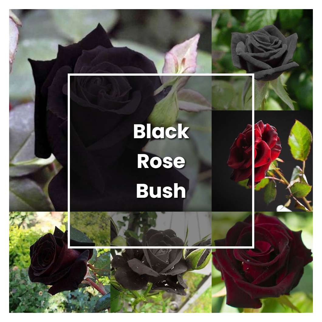 How to Grow Black Rose Bush Plant Care & Tips NorwichGardener