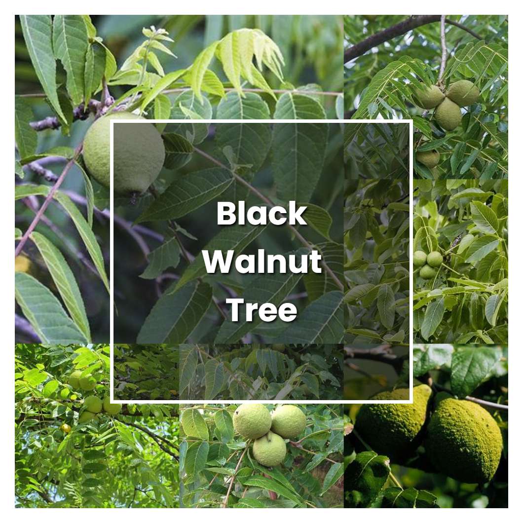 How to Grow Black Walnut Tree - Plant Care & Tips | NorwichGardener