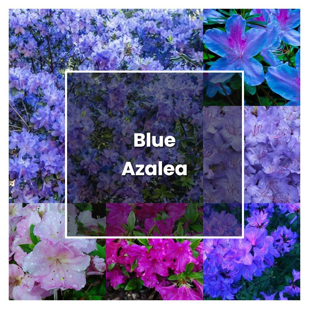 How to Grow Blue Azalea - Plant Care & Tips | NorwichGardener