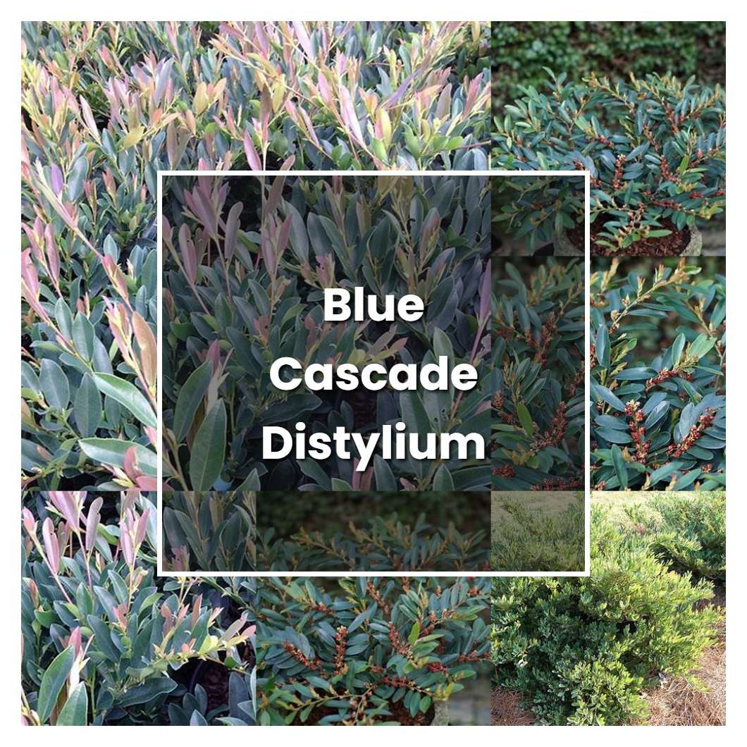 How to Grow Blue Cascade Distylium - Plant Care & Tips | NorwichGardener