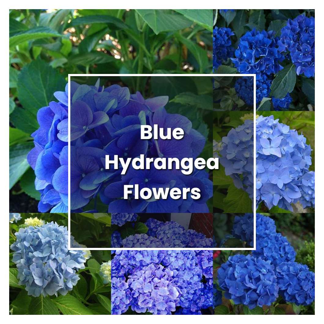 How to Grow Blue Hydrangea Flowers Plant Care & Tips NorwichGardener