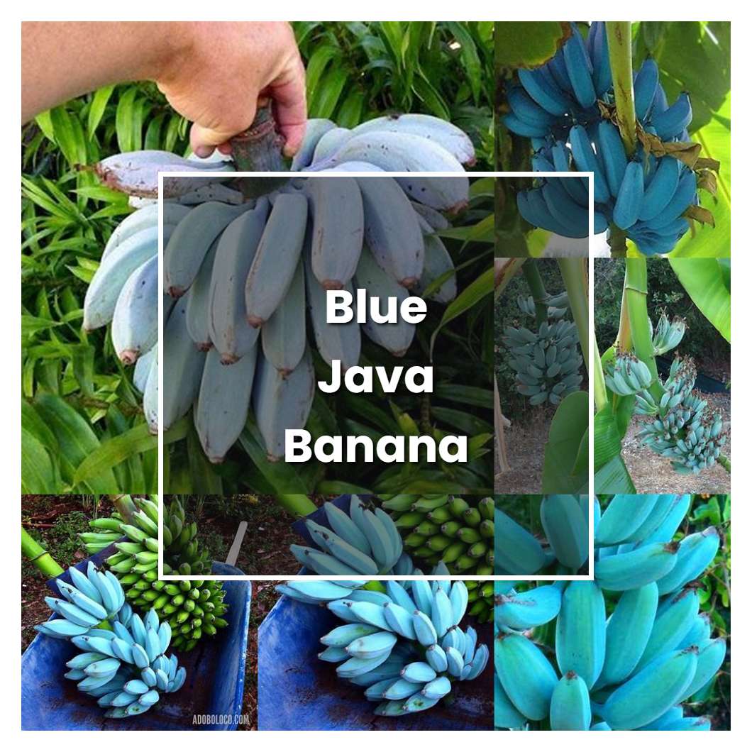 How to Grow Blue Java Banana Tree - Plant Care & Tips