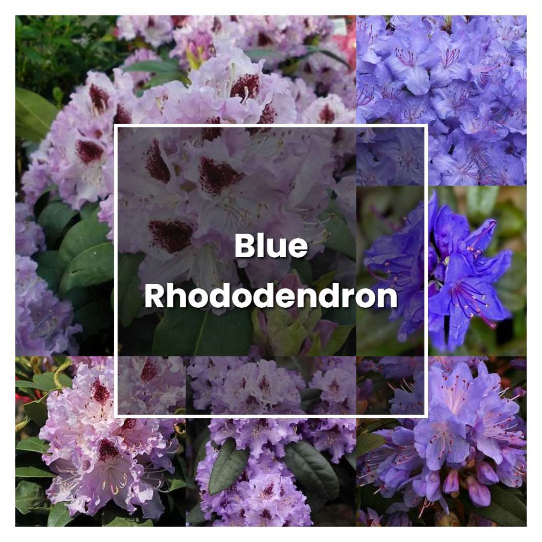 How To Grow Blue Rhododendron Plant Care And Tips Norwichgardener