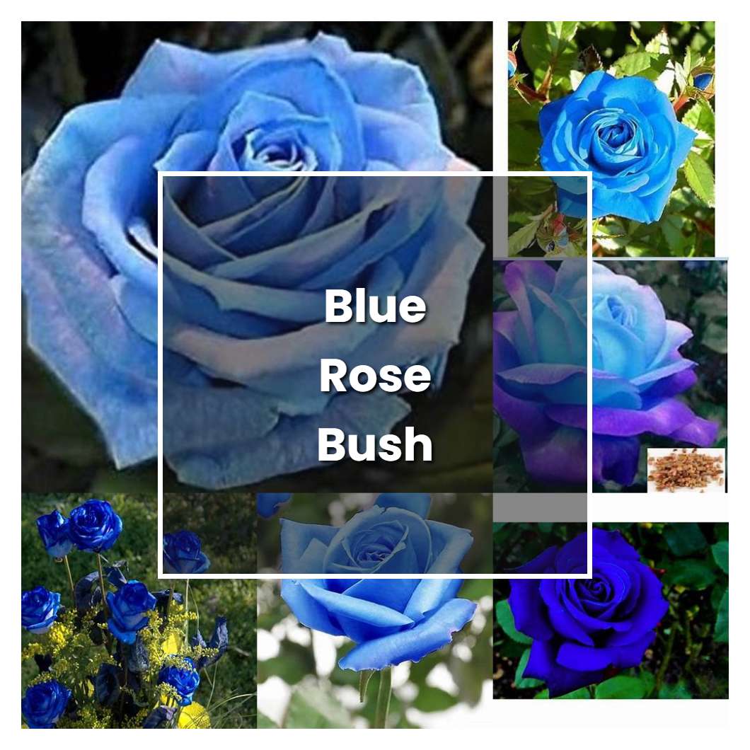 How to Grow Blue Rose Bush - Plant Care & Tips | NorwichGardener