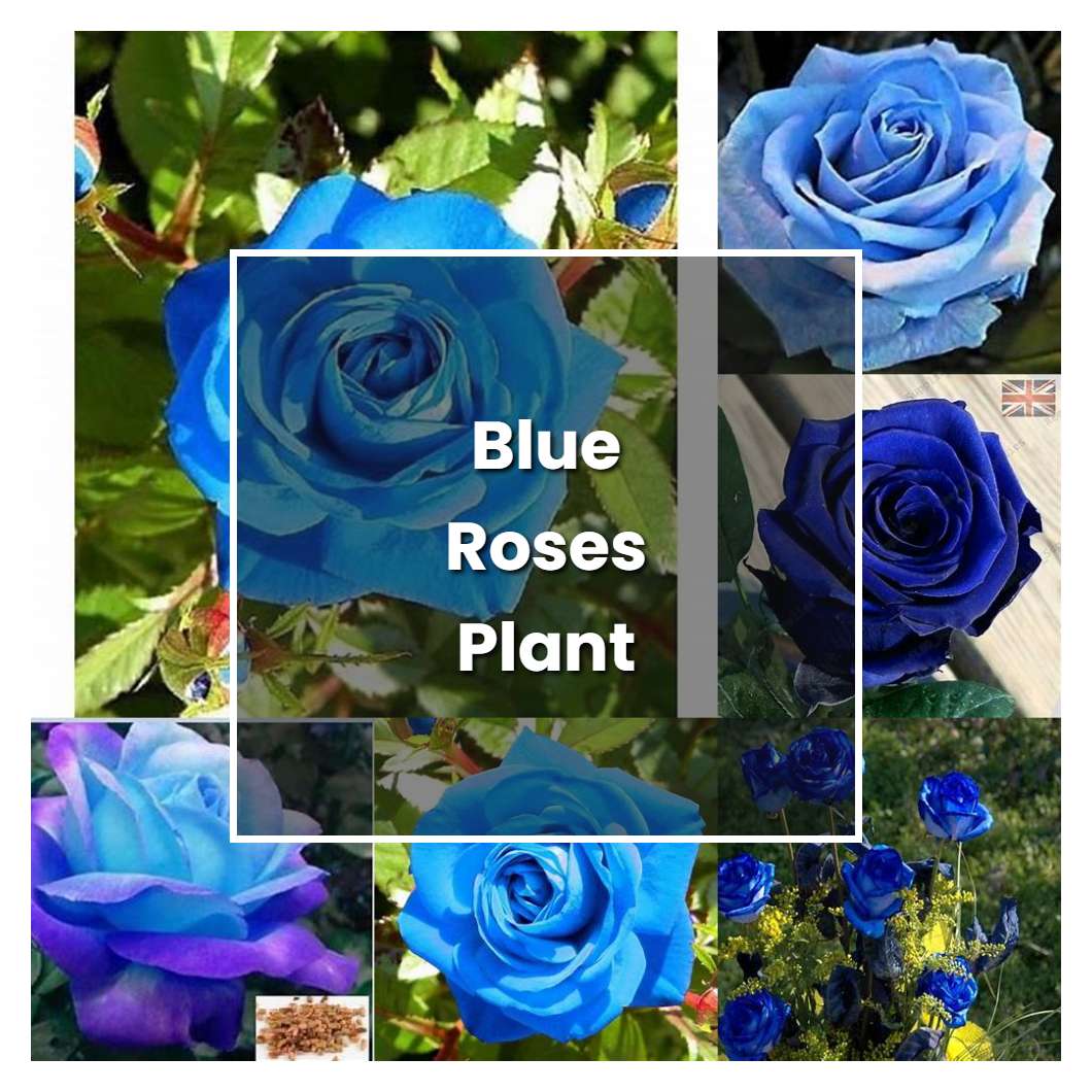 how-to-grow-blue-roses-plant-plant-care-tips-norwichgardener