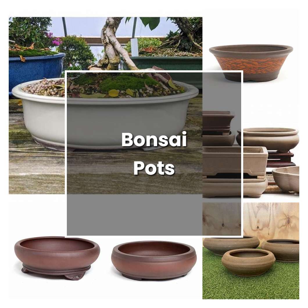 How to Grow Bonsai Pots Plant Care & Tips NorwichGardener