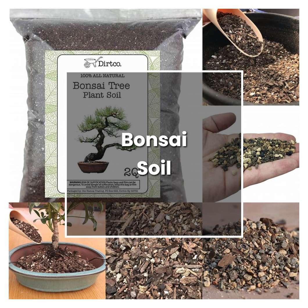 How To Grow Bonsai Soil Plant Care Tips NorwichGardener