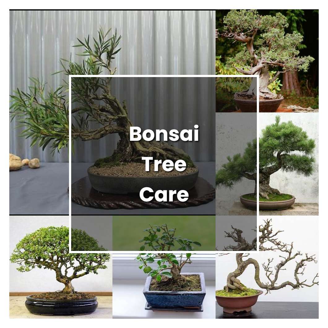 How to Grow Bonsai Tree Care - Plant Care & Tips | NorwichGardener