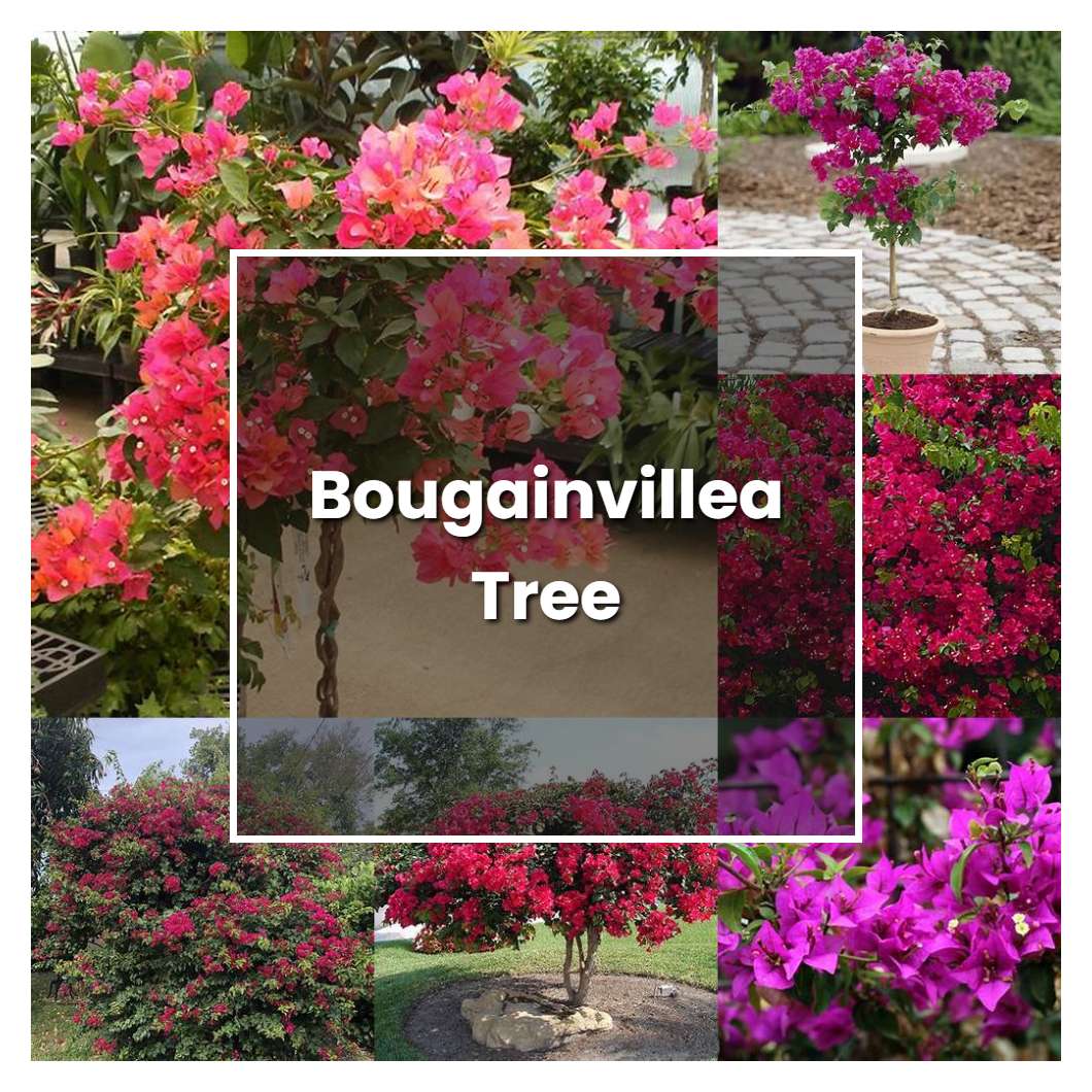 How to Grow Bougainvillea Tree - Plant Care & Tips