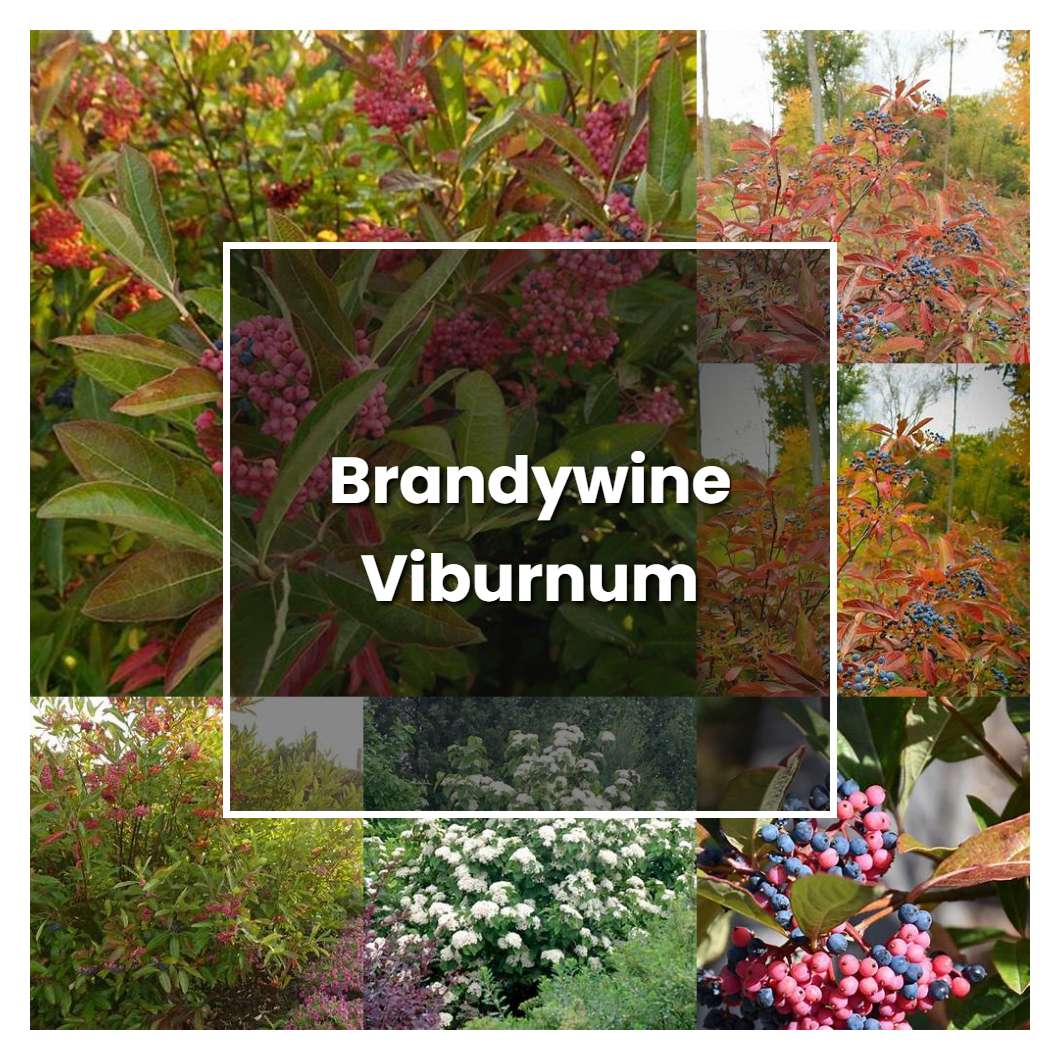 How to Grow Brandywine Viburnum - Plant Care & Tips