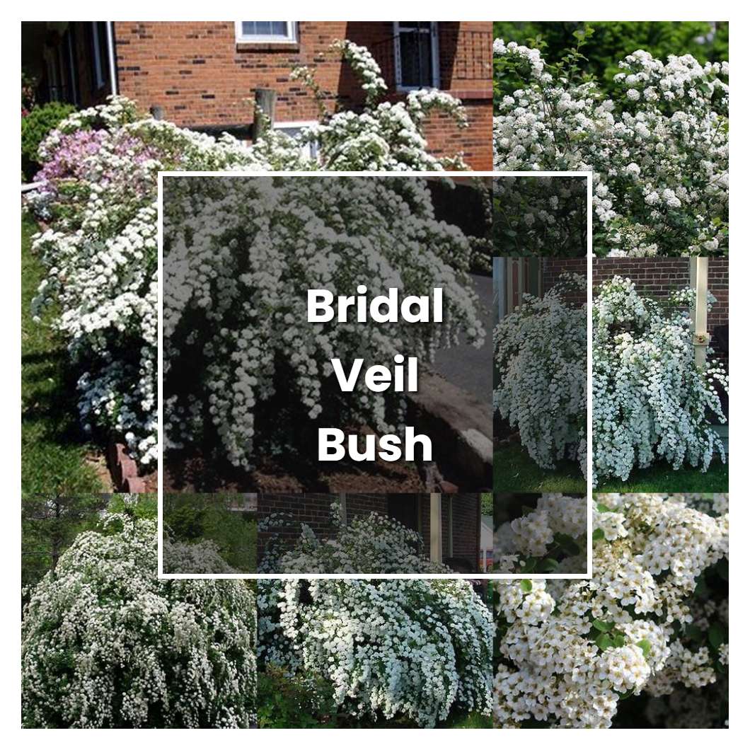 How to Grow Bridal Veil Bush - Plant Care & Tips | NorwichGardener