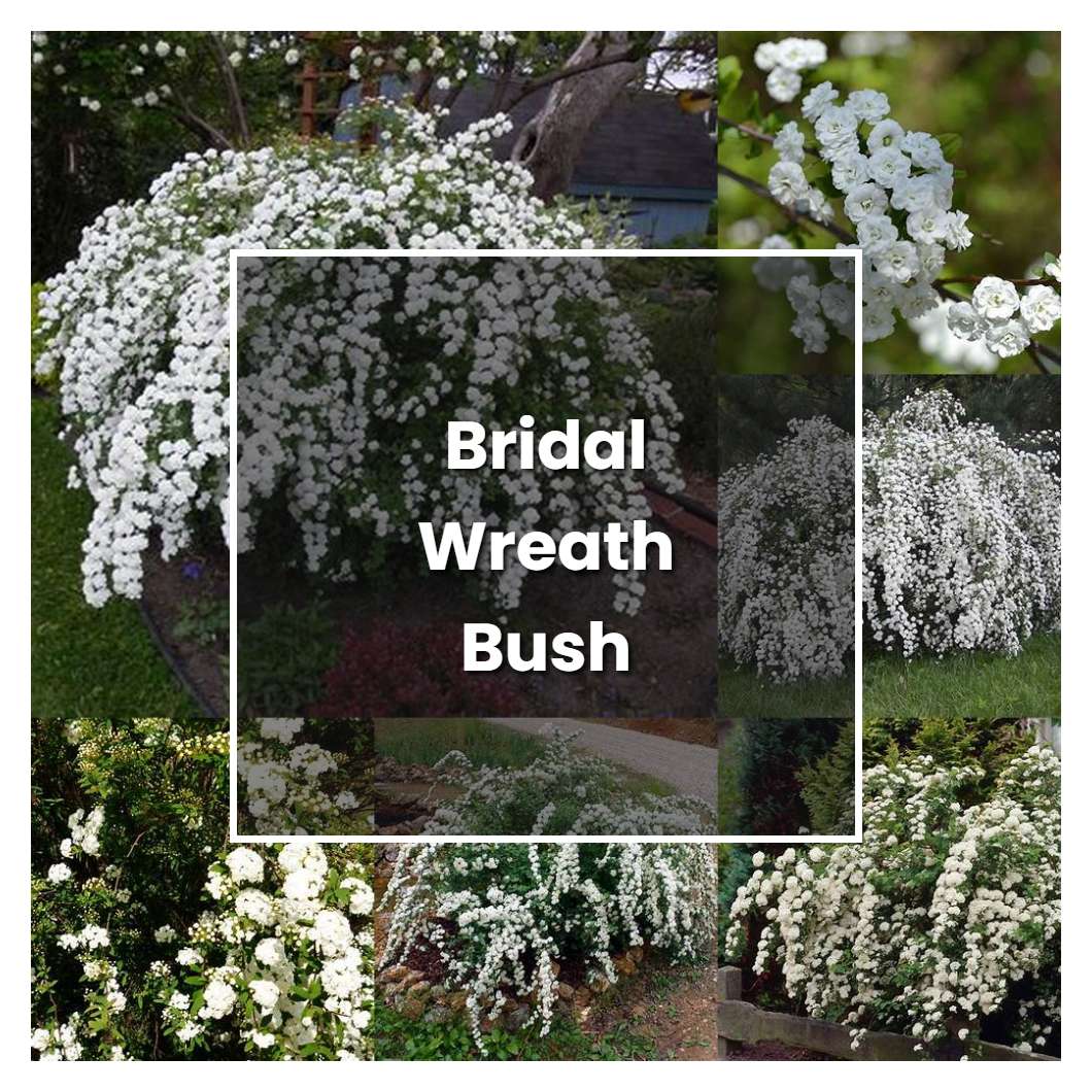 How to Grow Bridal Wreath Bush - Plant Care & Tips | NorwichGardener