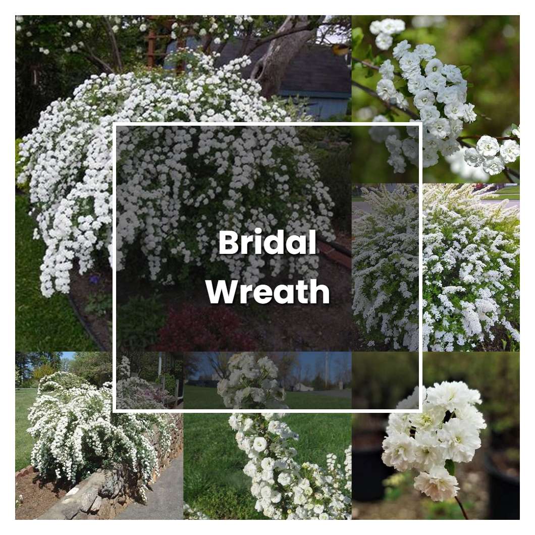 How to Grow Bridal Wreath - Plant Care & Tips | NorwichGardener