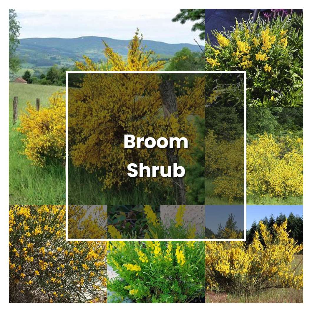 How to Grow Broom Shrub Plant Care & Tips NorwichGardener