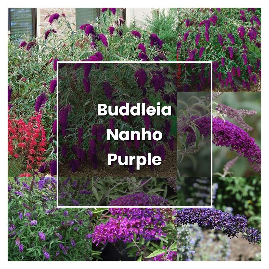 How to Grow Buddleia Nanho Purple - Plant Care & Tips | NorwichGardener