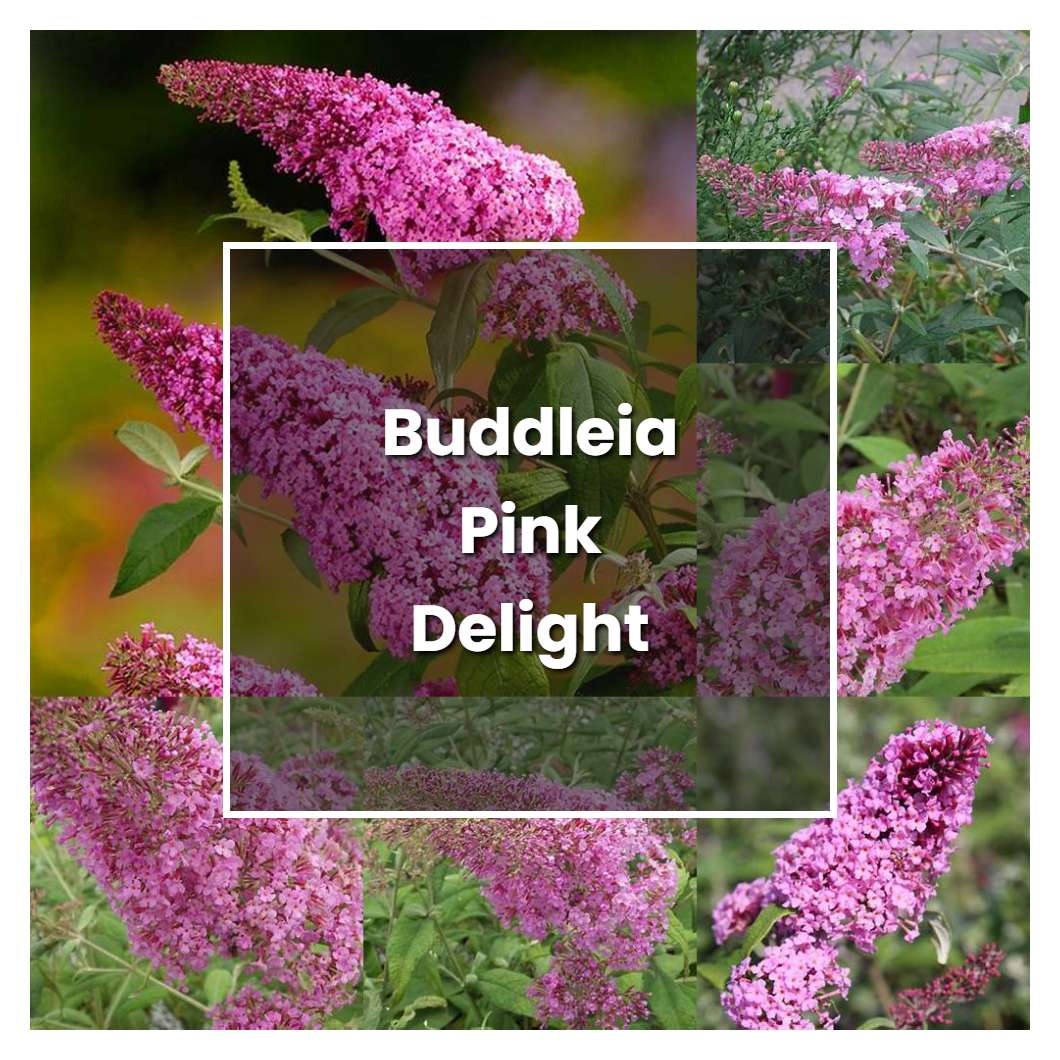 How to Grow Buddleia Pink Delight - Plant Care & Tips | NorwichGardener