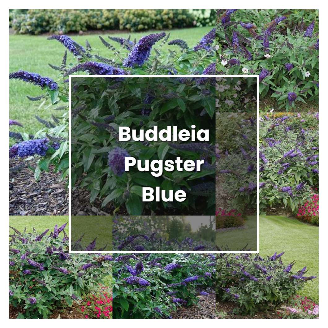 How to Grow Buddleia Pugster Blue - Plant Care & Tips | NorwichGardener