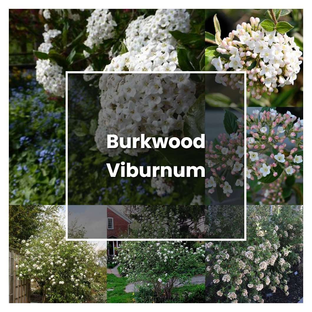 How To Grow Burkwood Viburnum Plant Care And Tips Norwichgardener