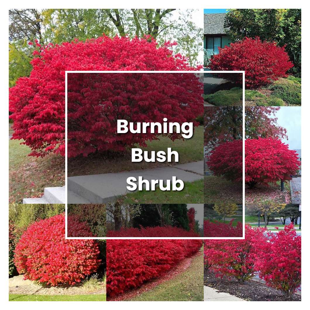 How to Grow Burning Bush Shrub Plant Care & Tips NorwichGardener